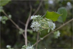 Symphorema involucratum